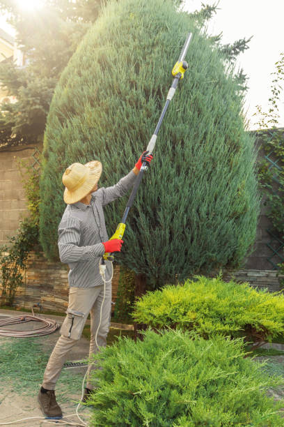 Professional Tree Service in Lauderhill, FL